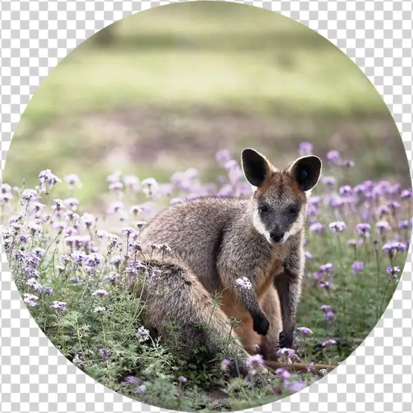 Kangaroo - Wallaby