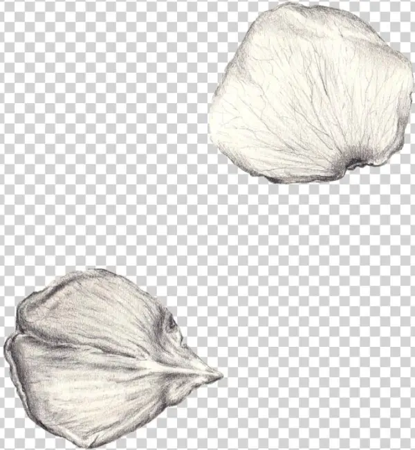 Petals
