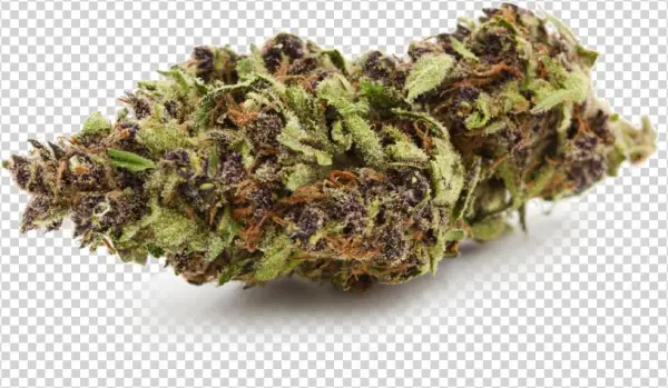 Tahoe O - G - - - Liverwort