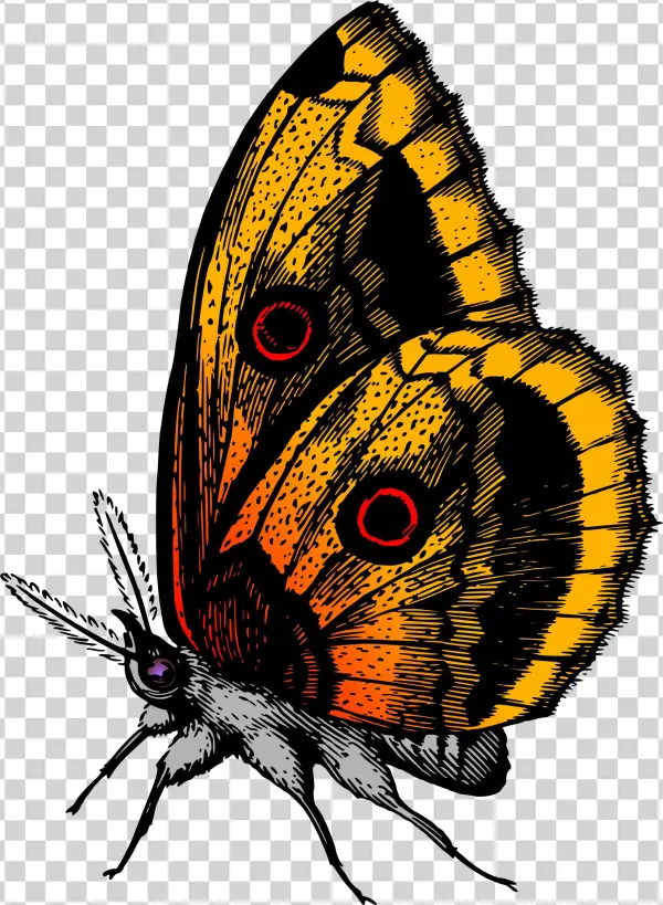 This Free Icons Png Design Of Butterfly 18