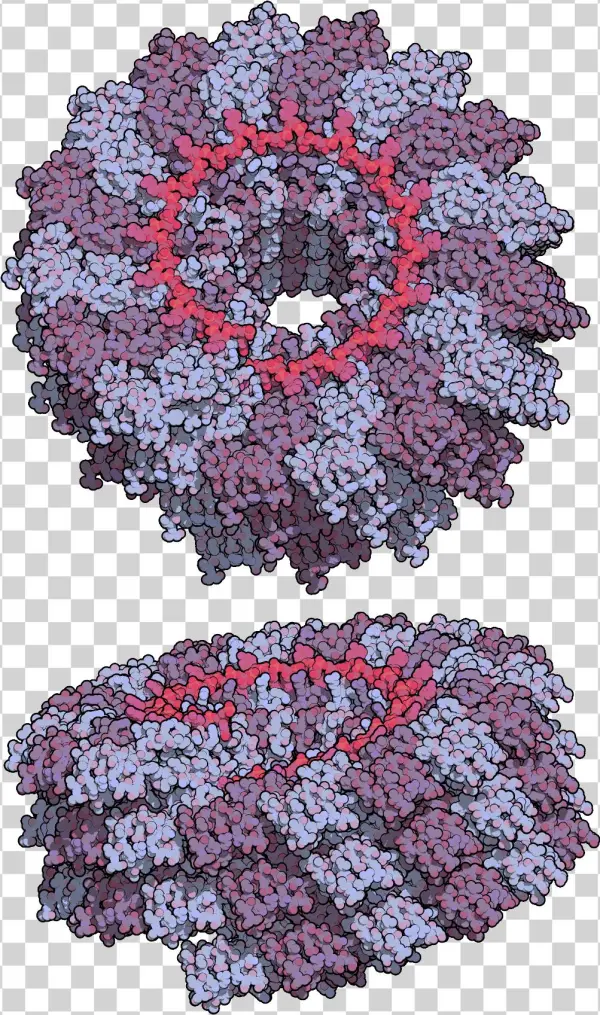 Tobacco Mosaic Virus Tmv2 - Тютюнова Мозаїка