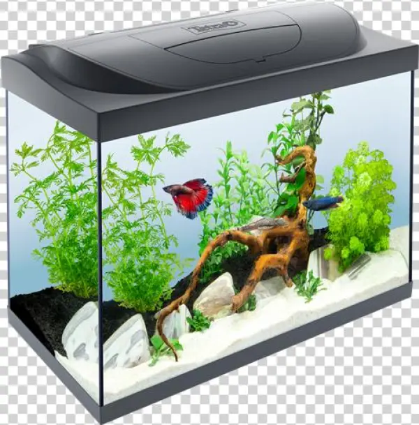 80l Aquarium