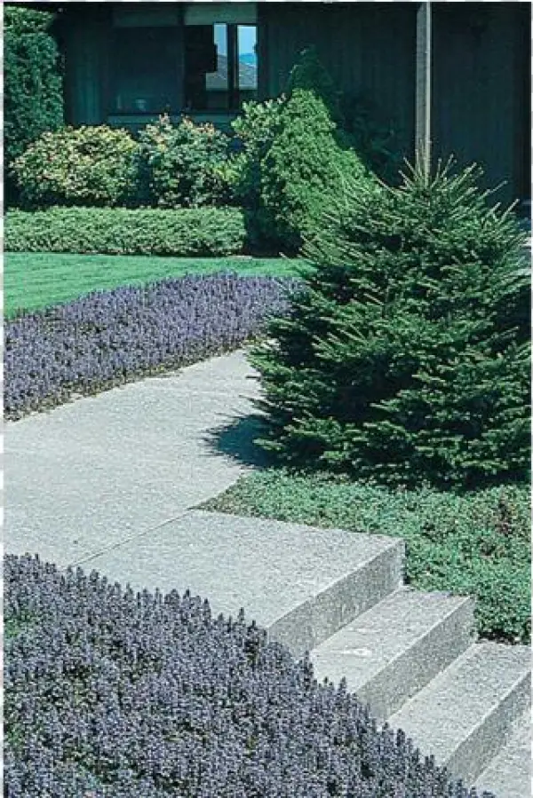 Ajuga - Bugleweed