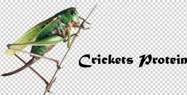 Bugs [book]