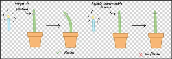 Flowerpot