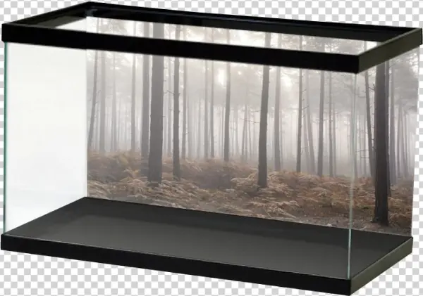Foggy Forest