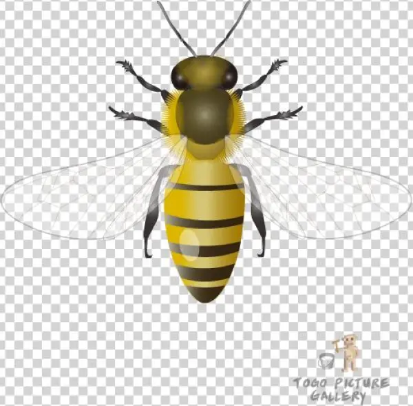 Honeybee By Togopic - Instagram