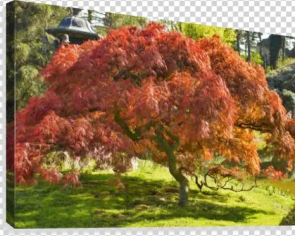 Red Maple Canvas Print - Maple