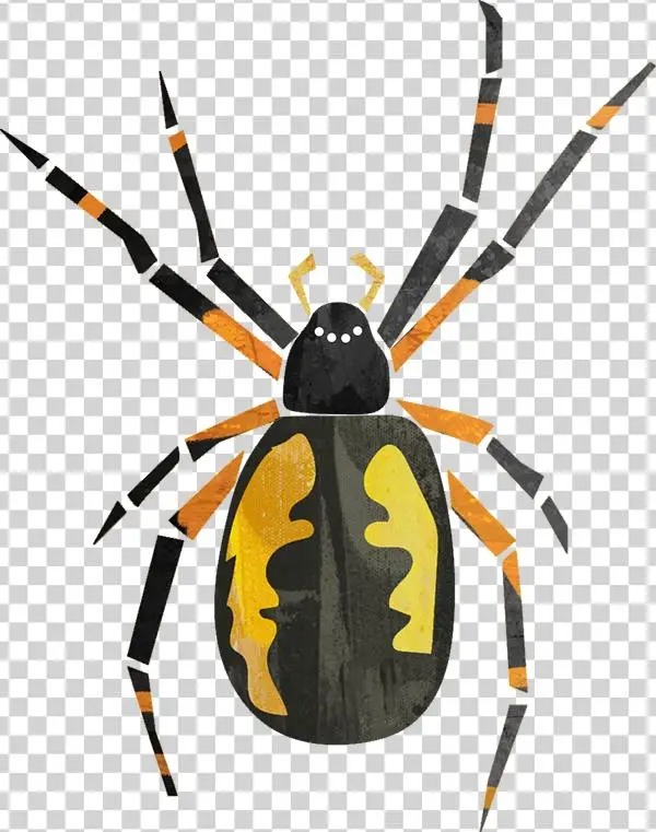 Returning This Summer - Araneus Cavaticus