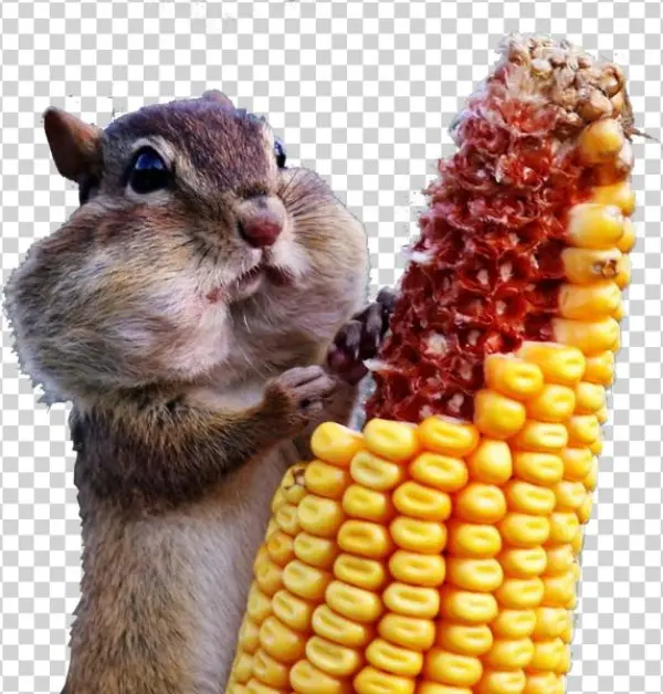 Share This Image - Wild And Crazy: Photographs From The Comedy Wildlife