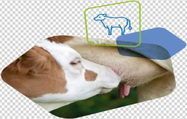 Sucker - Companion Dog