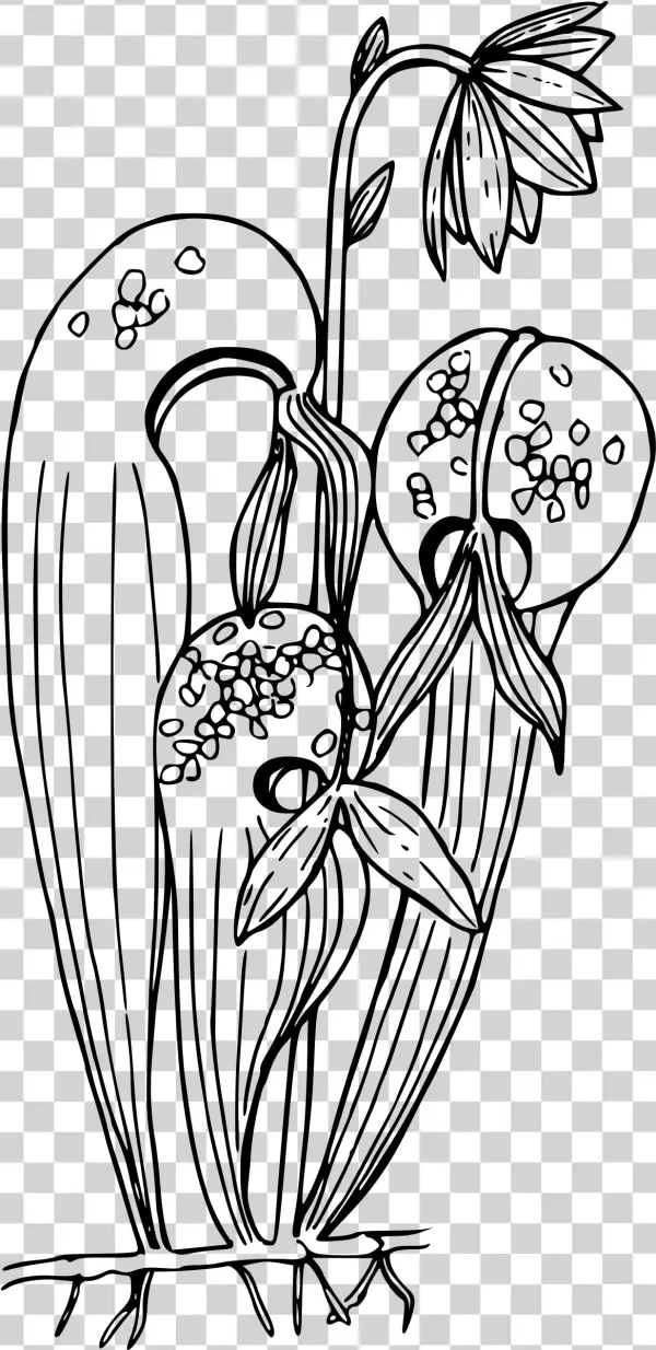This Free Icons Png Design Of California Pitcher Plant