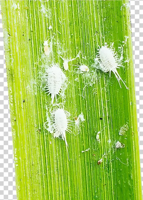 Mealybugs - Cochineal