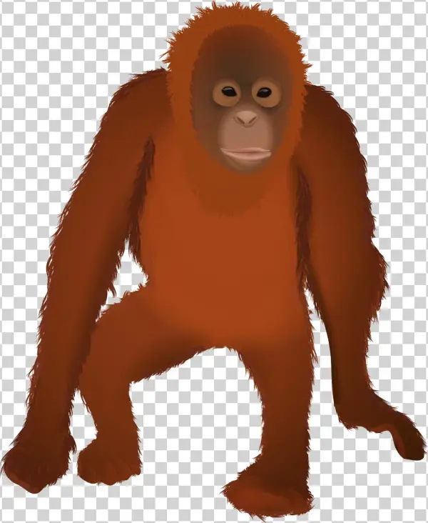 Osmawani Orangutan - Orangután Png