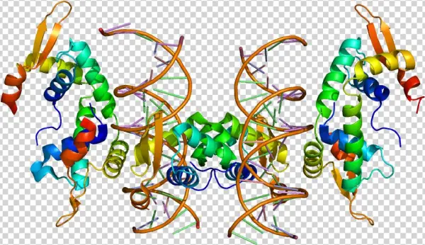 The Foxp2 Gene Encodes For The 'forkhead Box Protein - Foxp2