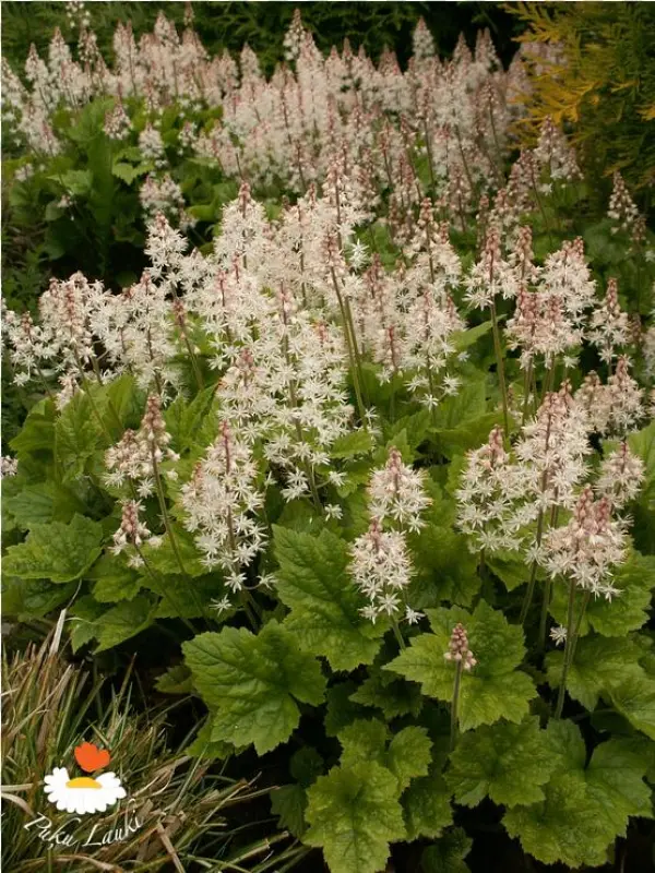 Tiarella 'tiger Stripe' - Great Masterwort