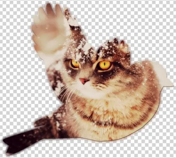 Cat Wallpaper Download Pictures - Generique Coque Iphone 5 - Chat Neige - Animaux Coque