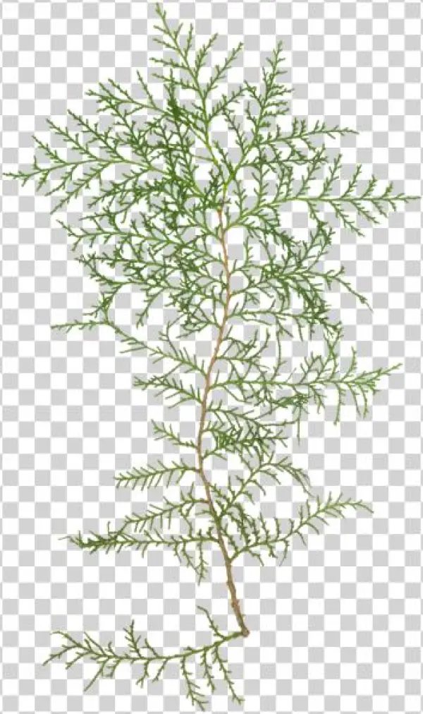 Evergreen