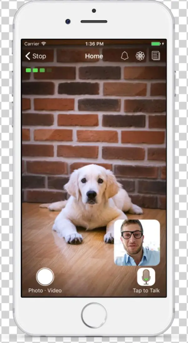 Feeling Pet Stressed - Computer Monitor