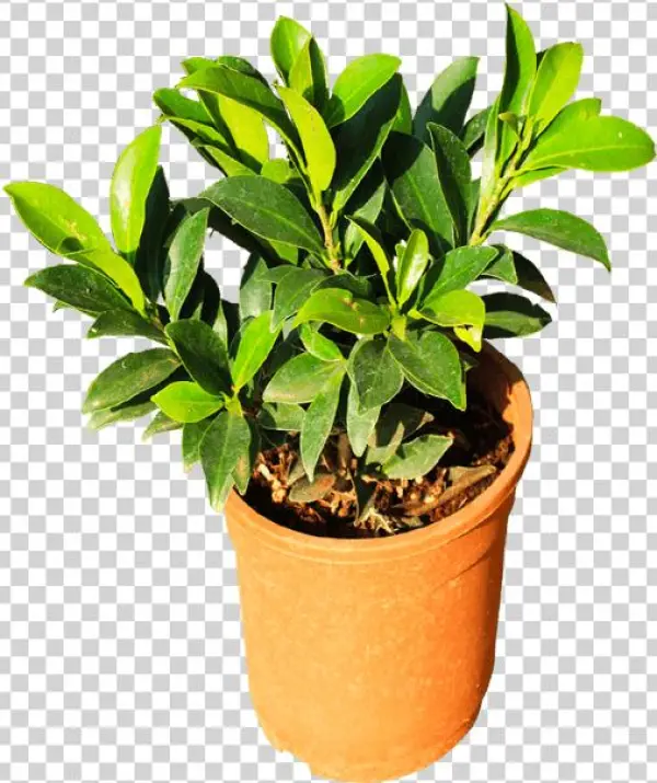 If You Like This Template And Want To Use Them, Please - Flowerpot