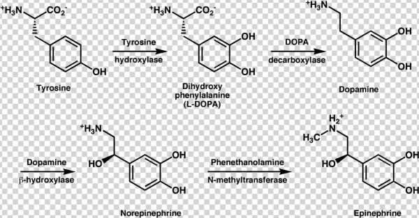 L Tyrosine And Adderall - Dopamine And Tyrosine