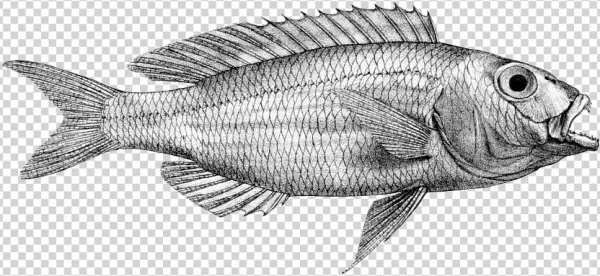 Nemipterus Hexodon