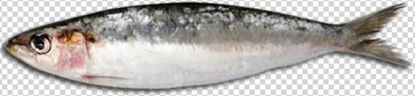 Oily Fish