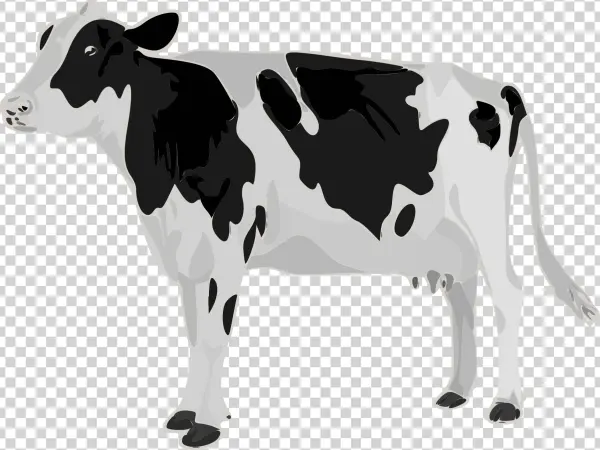 Open - Genetic Study Of Lactation Curve In A Herd Of Holstein