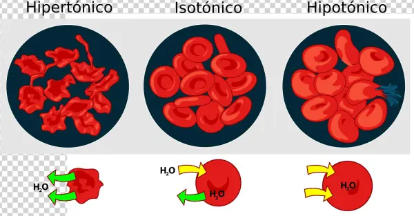 Open - Hypertonic Hypotonic Isotonic