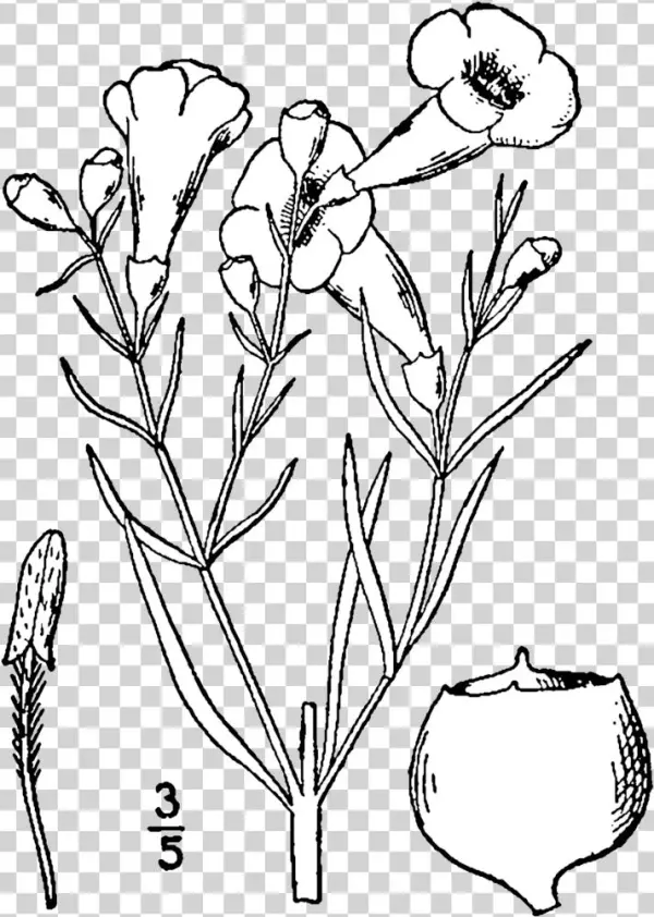 Agalinis Linifolia Drawing - Line Art