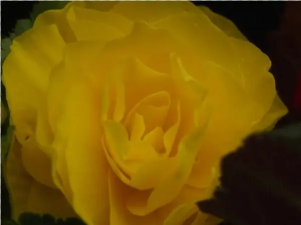Бегония Тубероза- Begonia Tuberosa Begonia - Floribunda