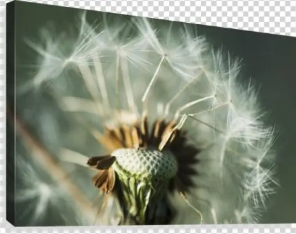 Dandelion Seed Head - Posterazzi Dandelion Seed Head Astoria Oregon United