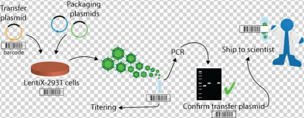 Diagram Of Viral Production - Mycoplasma