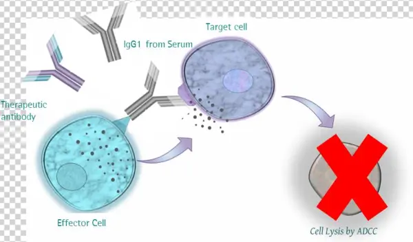 Impact Of Human Serum On Adcc Assays - Sartorius Stedim Biooutsource Ltd