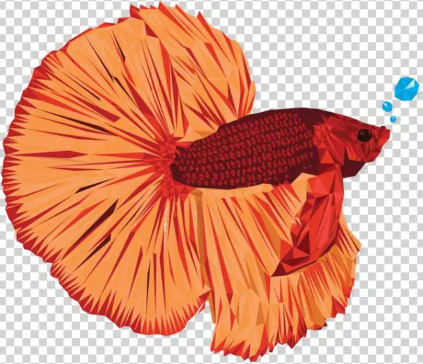 Betta - Illustration