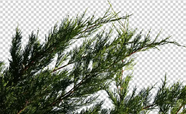 Fir