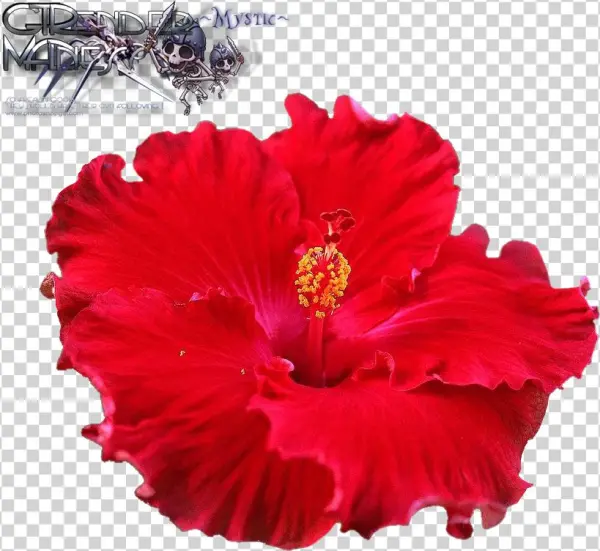 Liked Like Share - Carunke Hibiscus Flower Petal Veiner & Cutter Cake