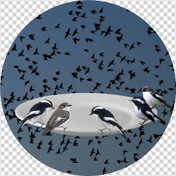Phenologies Collages - Baranavichy