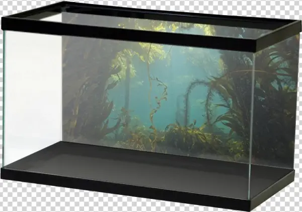 Salt Kelpforest