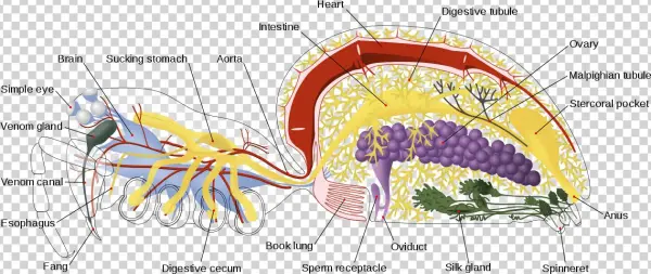 Spider Internal Anatomy-en - Anatomy Of A Spider