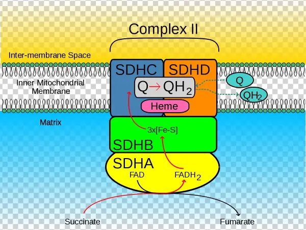 Succinate Dehydrogenase