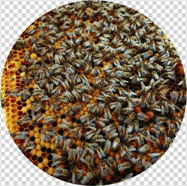 Bees - National Park