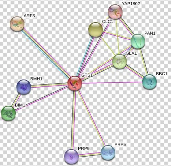 Network - Diagram