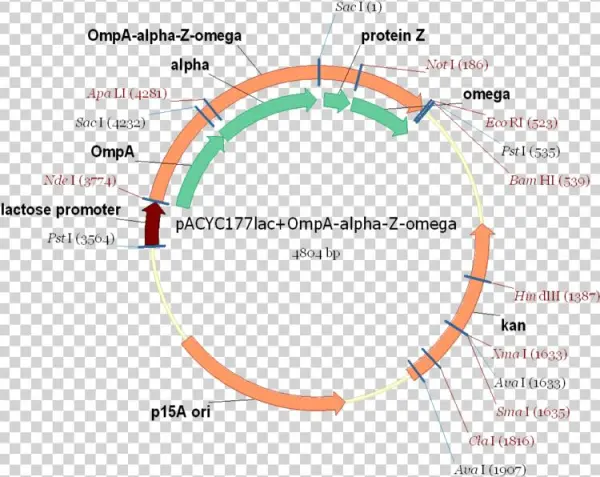 Pacyclac Ompa Alpha Z Omega - Pacyc