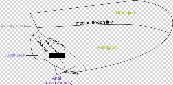 Basic Insect Morphology