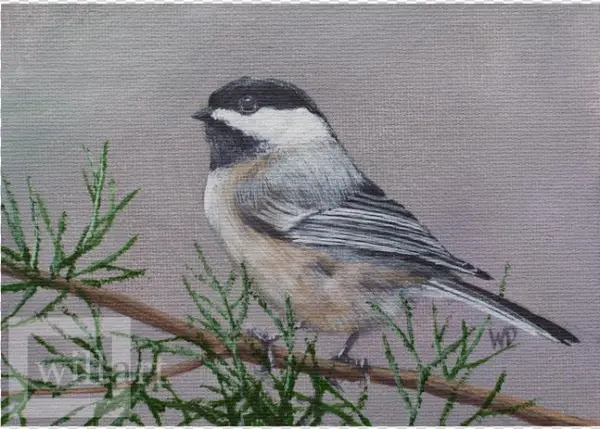 Chickadee Png