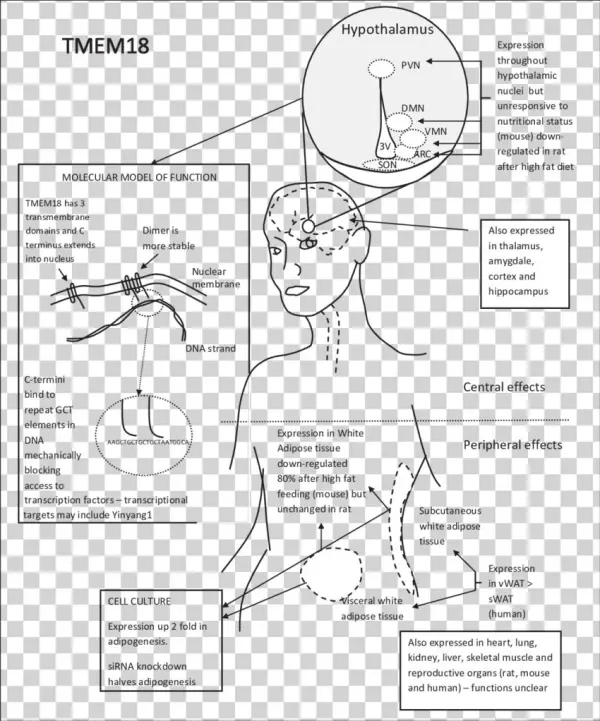 Diagram Summarising The Effects Of Tmem18 In Relation