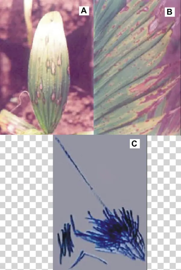 Sintomas De Cylindrocladium Pteridis Em Palmeiras Ornamentais - Cylindrocladium Pteridis