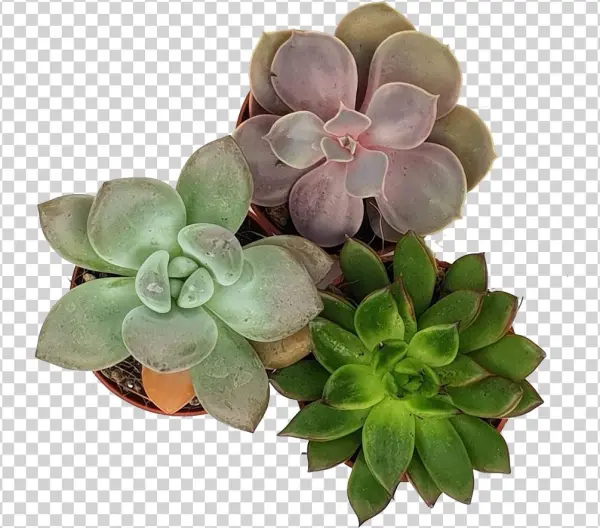 Winter Glow Trio - Dark