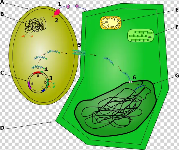 Open - Agrobacterium Tumefaciens